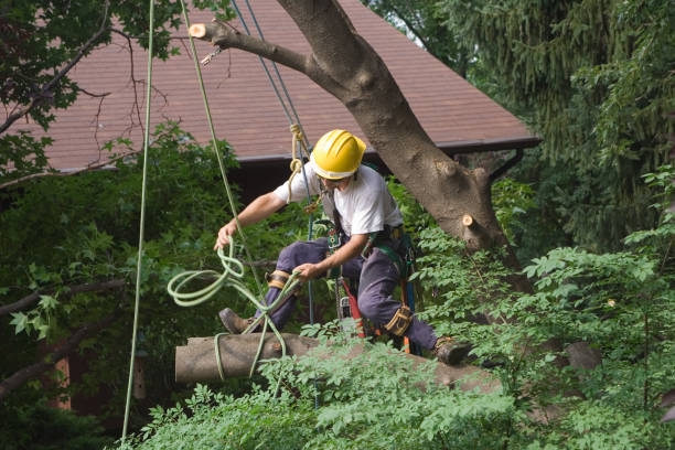 Best Leaf Removal  in Ruhenstroth, NV