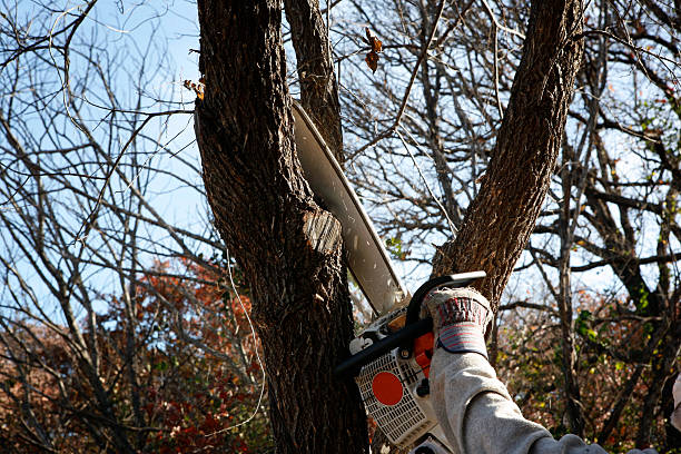 Best Hazardous Tree Removal  in Ruhenstroth, NV